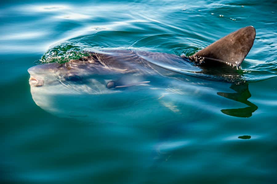 Cape Town: Marine Wildlife Tour from the V&A Waterfront - Seals, penguins, and the first signs of life