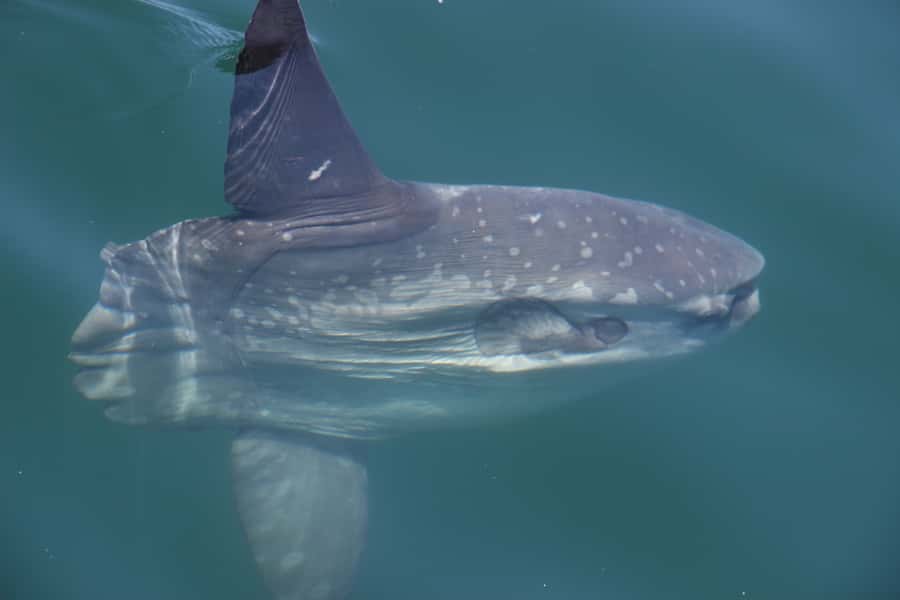 Cape Town: Marine Wildlife Tour from the V&A Waterfront - Whales, seasons, and realistic expectations