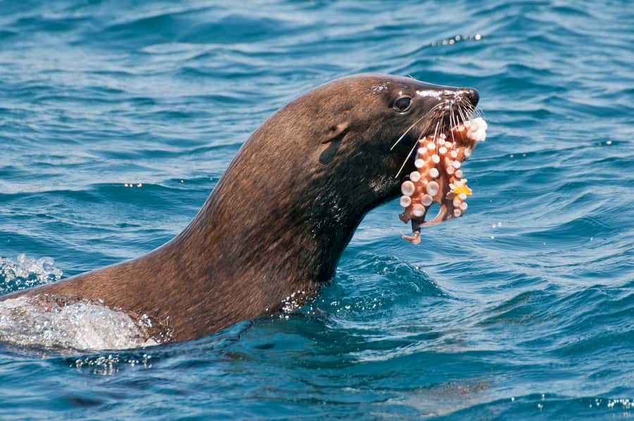 Cape Town: Marine Wildlife Tour from the V&A Waterfront - Why a small boat changes the wildlife experience