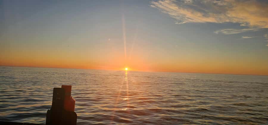 Cape Town: Ocean Safari 1 Hour - Searching for dolphins, seals, and penguins