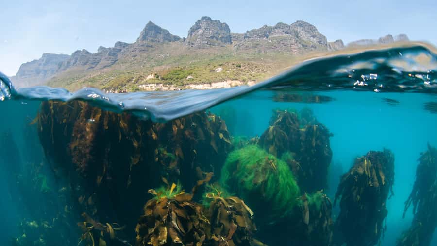 Cape Town: Ocean Safari in Hout Bay - What this Hout Bay ocean safari is really like