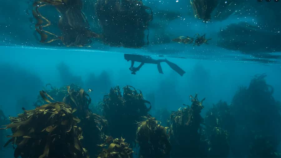 Cape Town: Ocean Safari in Hout Bay - Snorkeling in cold kelp forests