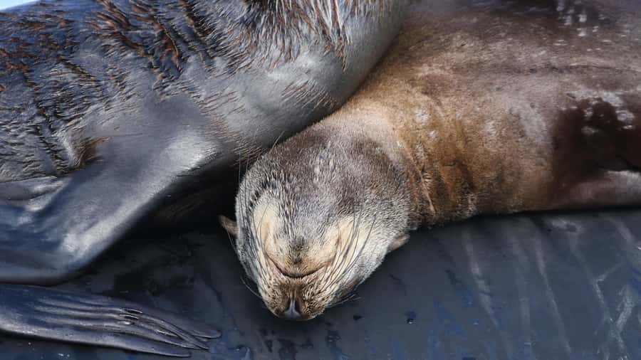 Cape Town: Ocean Safari in Hout Bay - Is $186 a fair price?