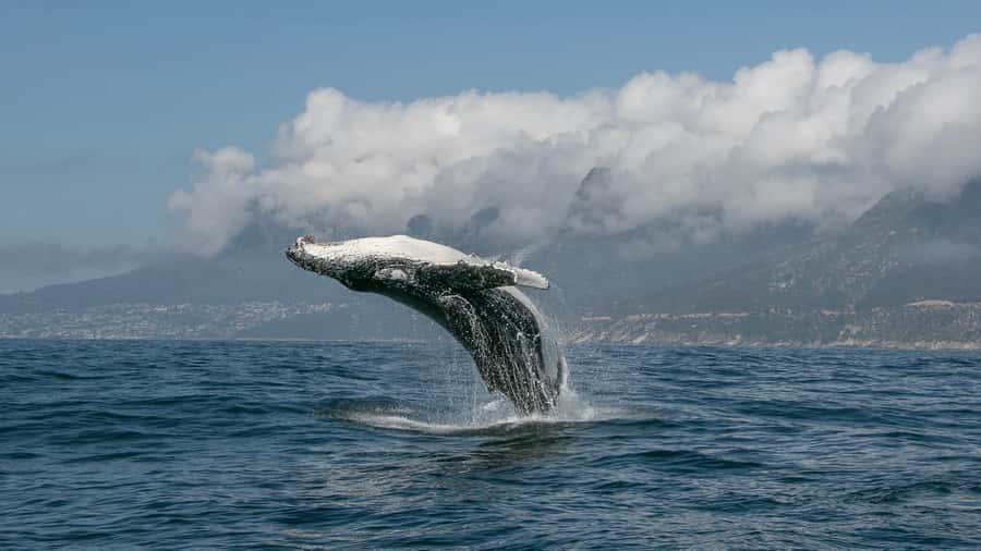 Cape Town: Ocean Safari in Hout Bay - Who should book this half-day activity?