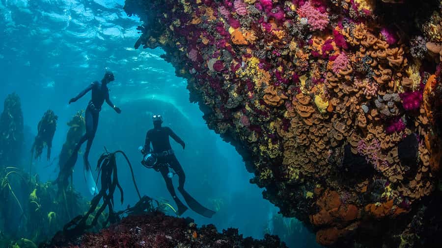 Cape Town: Ocean Safari in Hout Bay - Timing, transport, and cancellation
