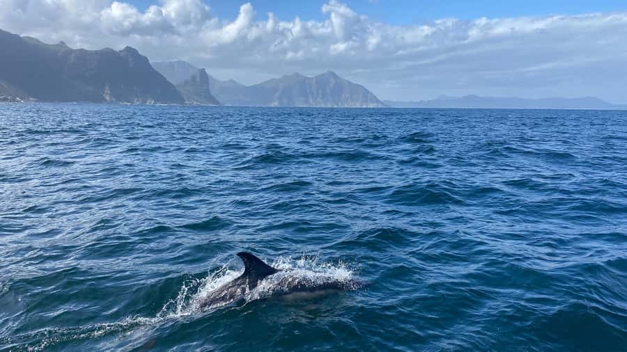 Cape Town: Ocean Safari in Hout Bay - My verdict: book it for the ocean, not just the seals
