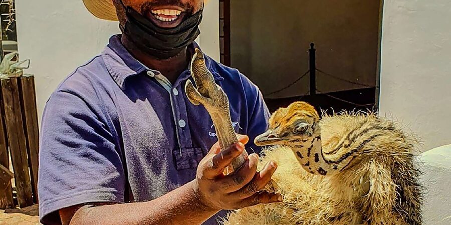 CAPE TOWN: OSTRICH RANCH QUAD BIKE RIDE & OSTRICH TOUR - The guide can make or break the ride