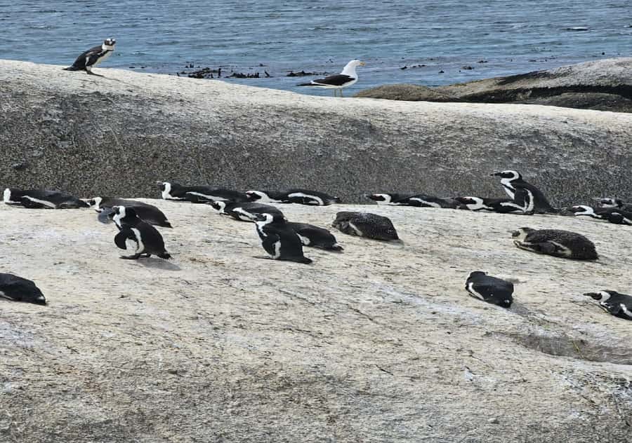 Cape Town: Penguin Watching at Boulders Beach Half Day Tour - Chapman’s Peak gives the drive real value