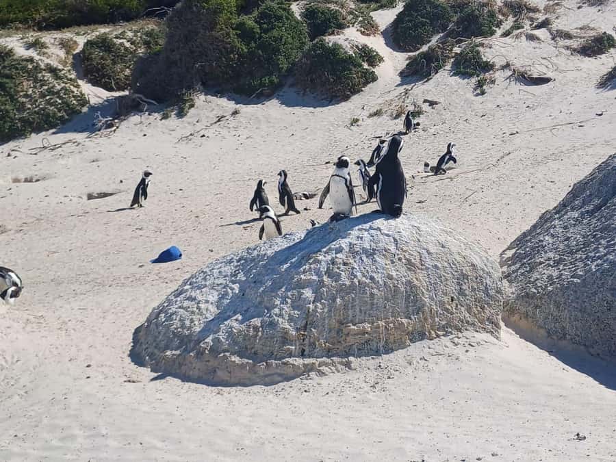 Cape Town: Penguin Watching at Boulders Beach Half Day Tour - Two hours at Boulders Beach