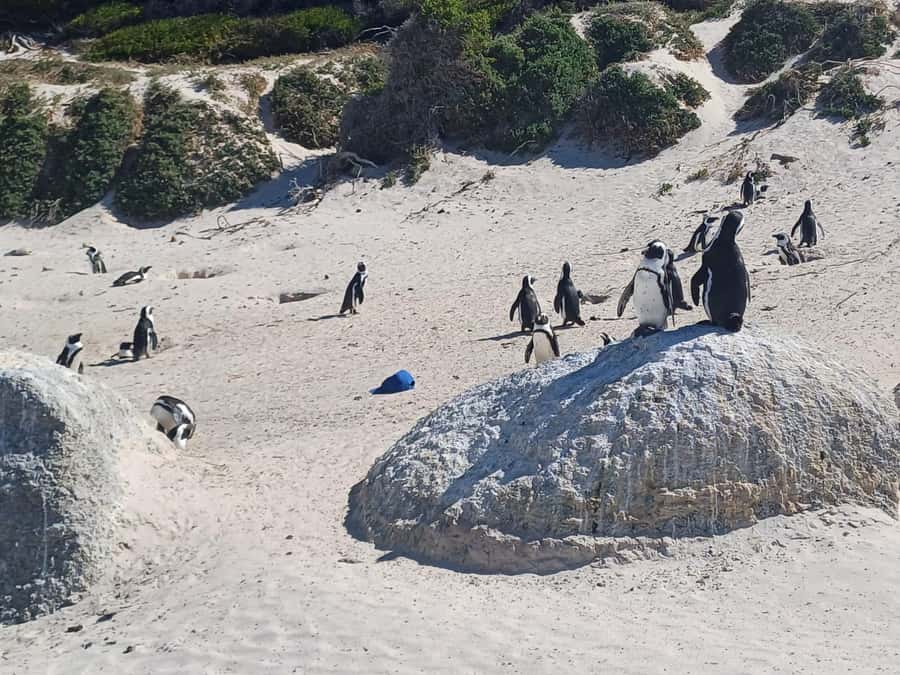 Cape Town: Penguins and Cape of Good Hope Sunset Tour - Cape Point lighthouse: allow time for the climb