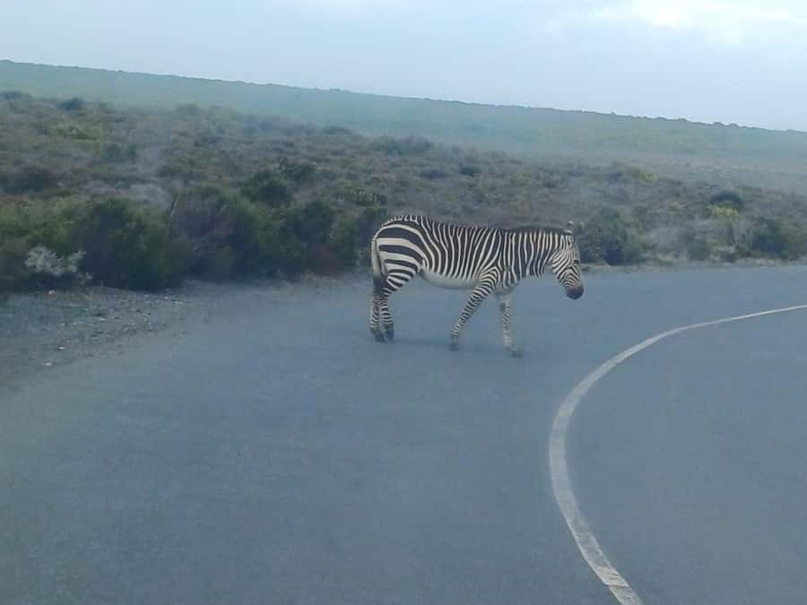 Cape Town: Penguins and Cape of Good Hope Sunset Tour - The return and the sunset finish