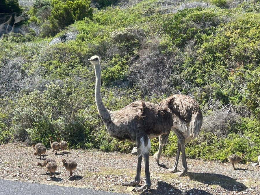 Cape Town: Penguins & Cape of Good Hope Day Tour with Pickup - Guides, drivers, and the feel of the day