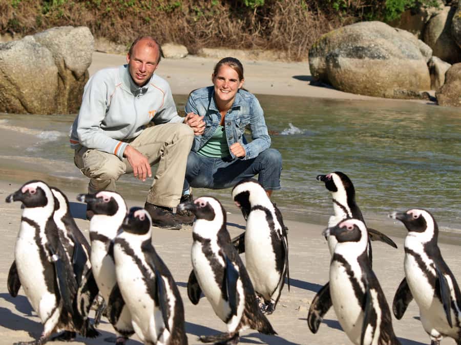 Cape Town: Penguins & Cape of Good Hope Half Day Shared Tour - Meeting the African penguins at Boulders Beach
