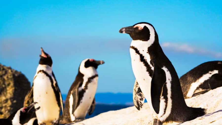 Cape Town: Penguins & Cape of Good Hope Half Day Shared Tour - Cape Point lighthouse and the Two Ocean Currents