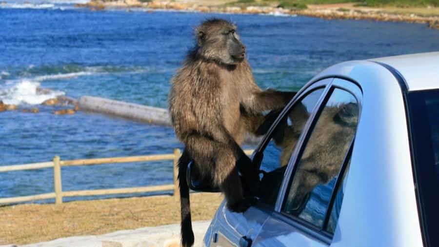 Cape Town: Penguins & Cape of Good Hope Half Day Shared Tour - The False Bay drive from Muizenberg to Simon’s Town