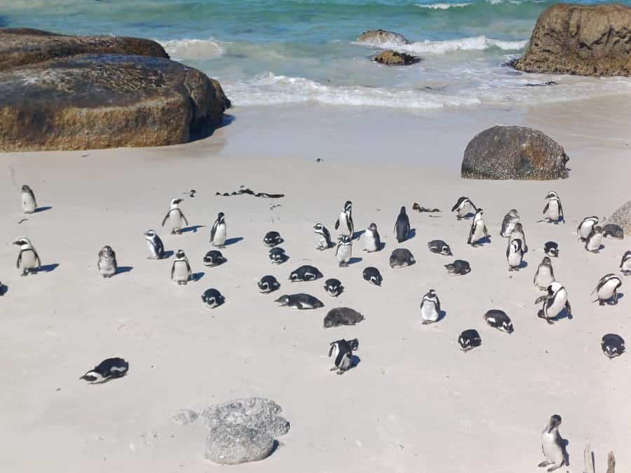 Cape Town: Penguins & Cape of Good Hope Half-Day Tour - Why this half-day route works