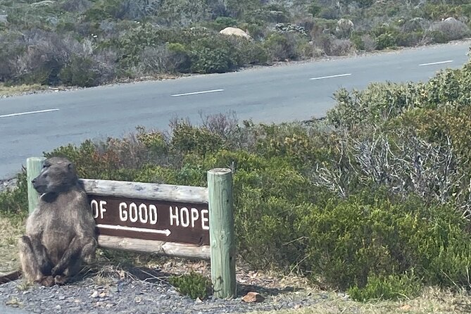Cape Town: Peninsula, Cape of Good Hope and Penguins Tour - Timing, pickup, and practical details