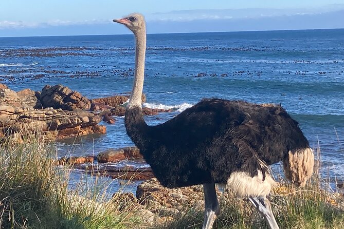 Cape Town: Peninsula, Cape of Good Hope and Penguins Tour - Chapman’s Peak Drive, the scenic centerpiece