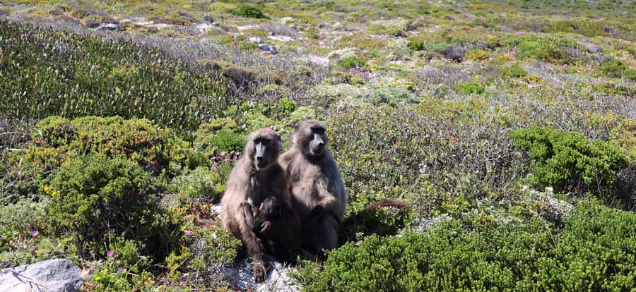 Cape Town: Peninsula, Penguins & Cape of Good Hope Day Tour - Why this Cape Peninsula day works so well