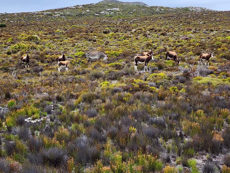 Cape Town: Peninsula, Penguins & Cape of Good Hope Day Tour - Chapman’s Peak delivers the classic road view