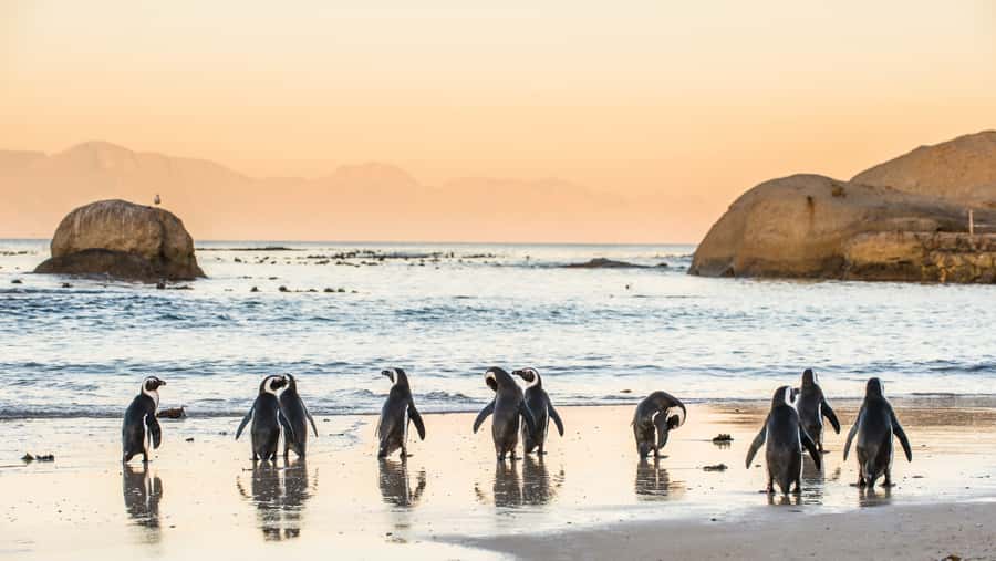 Cape Town: Peninsula, Penguins & Cape of Good Hope Day Tour - Cape of Good Hope is more than a signpost