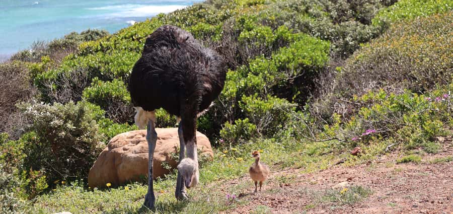 Cape Town: Peninsula, Penguins & Cape of Good Hope Day Tour - Simon’s Town is the practical lunch break
