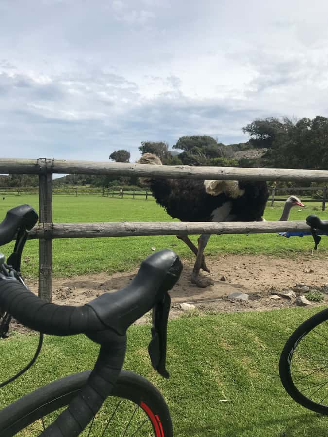 Cape Town: Peninsula Road Bike Tour - Guides who make the day work