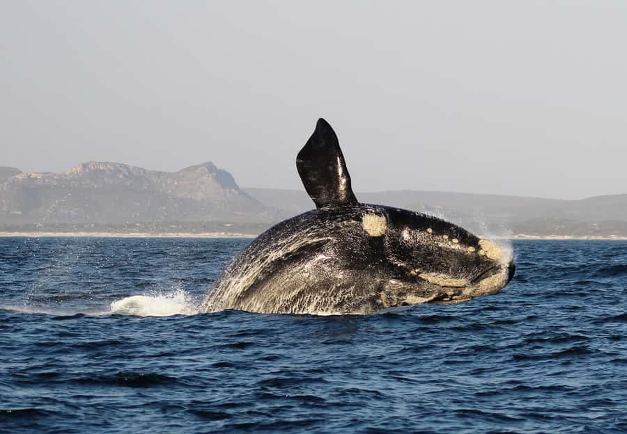 Cape Town: Premium Attractions City Pass with Bus Tour - Premium experiences: the main test of value