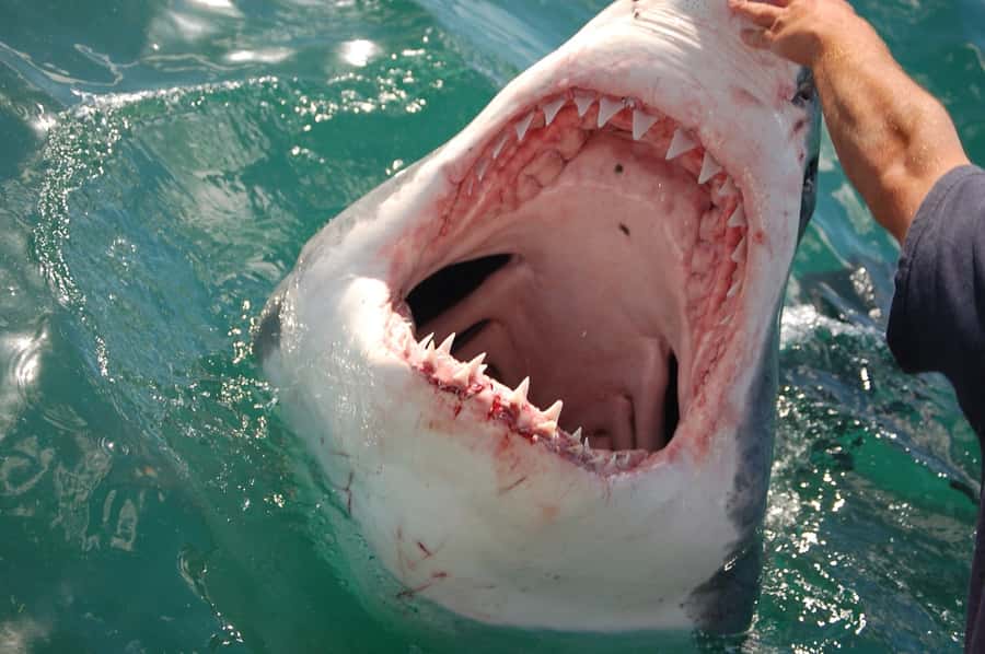 Cape Town: Premium Attractions City Pass with Bus Tour - Family activities and smaller surprises