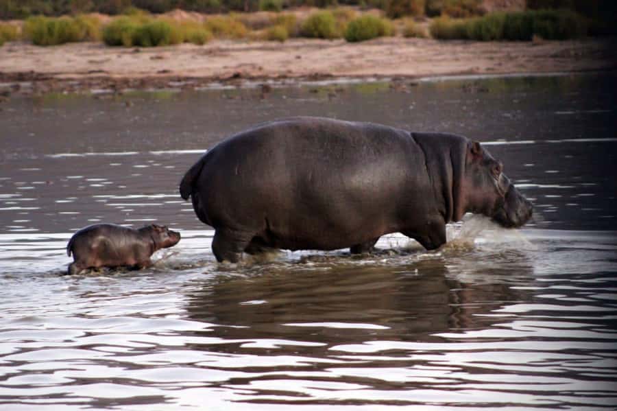 Cape Town: Private Aquila Reserve Safari with Winery Lunch - Key points to know before booking
