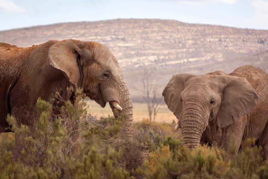 Cape Town: Private Aquila Reserve Safari with Winery Lunch - A two to three hour search for the Big Five