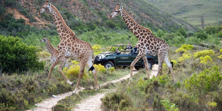 Cape Town: Private Aquila Reserve Safari with Winery Lunch - Fairview wine and cheese in about one hour