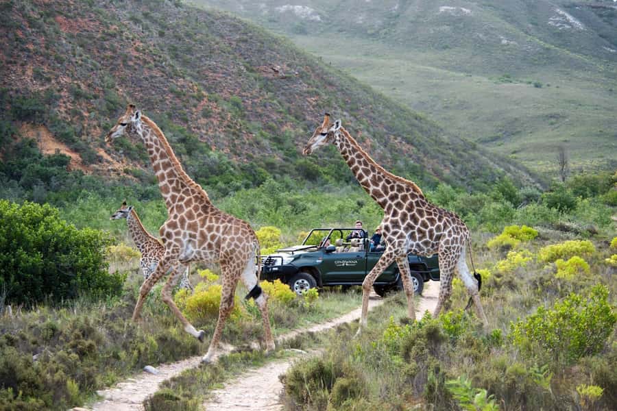 Cape Town: Private Aquila Reserve Safari with Winery Lunch - Who will enjoy this Aquila day trip?