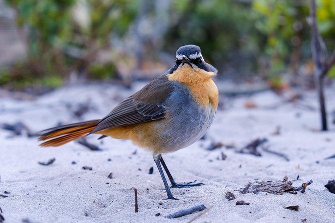 Cape Town Private Birding Tour - Kirstenbosch: a strong start among native plants