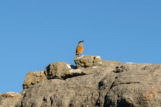 Cape Town Private Birding Tour - Strandfontein: the day’s best stop for variety