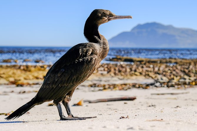 Cape Town Private Birding Tour - Silvermine Dam: a beautiful extra if time allows