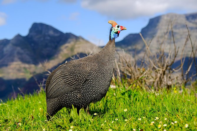 Cape Town Private Birding Tour - Mark’s guiding style and the value of a private vehicle