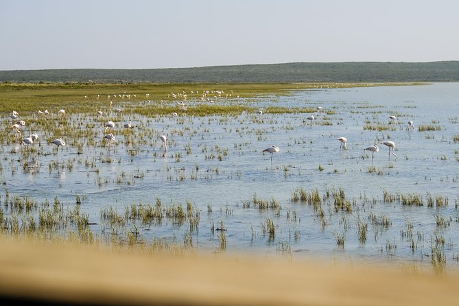 Cape Town Private Birding Tour - Weather, timing, and what to bring