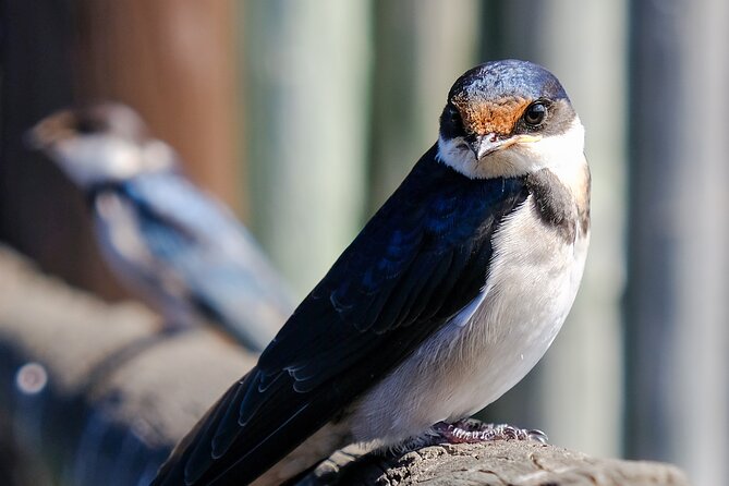 Cape Town Private Birding Tour - Rondevlei: wetland birds on the Cape Flats