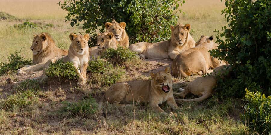 Cape town: Private Full-day Big 5 Aquila Game Reserve Tour - Key points to know before booking