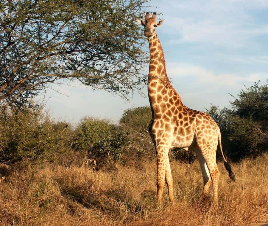 Cape town: Private Full-day Big 5 Aquila Game Reserve Tour - Who will enjoy this day most?