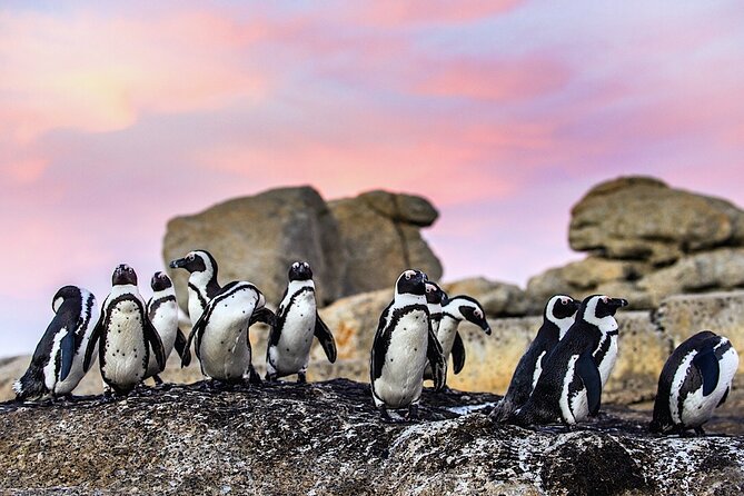 Cape Town Private Group Tour to Cape of Good Hope and Boulders Penguins Colony - Camps Bay and Maiden’s Cove photo views