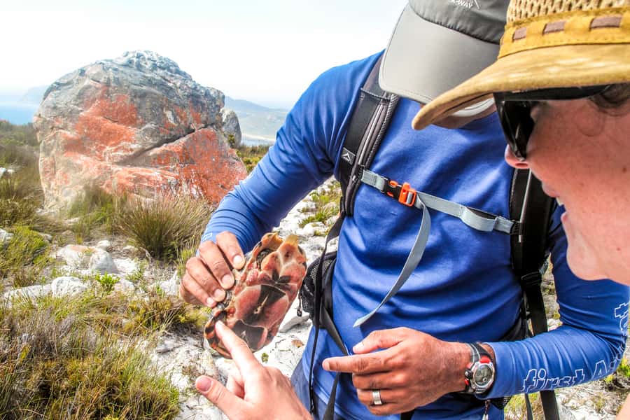 Cape Town Private Guided Table Mountain Hikes - A Private Route Up One Unpredictable Mountain