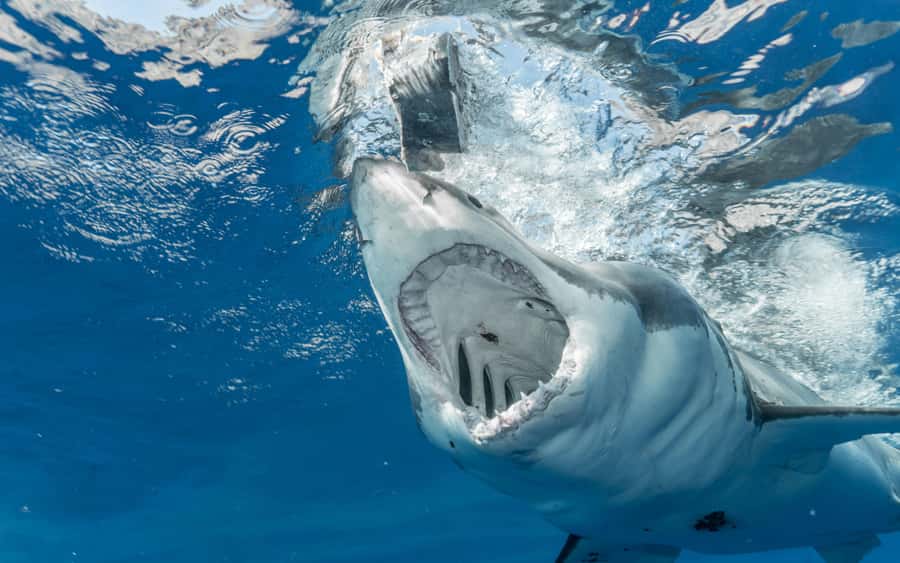 Cape Town: Private Tour with Customizable Itinerary - Key points to know before booking