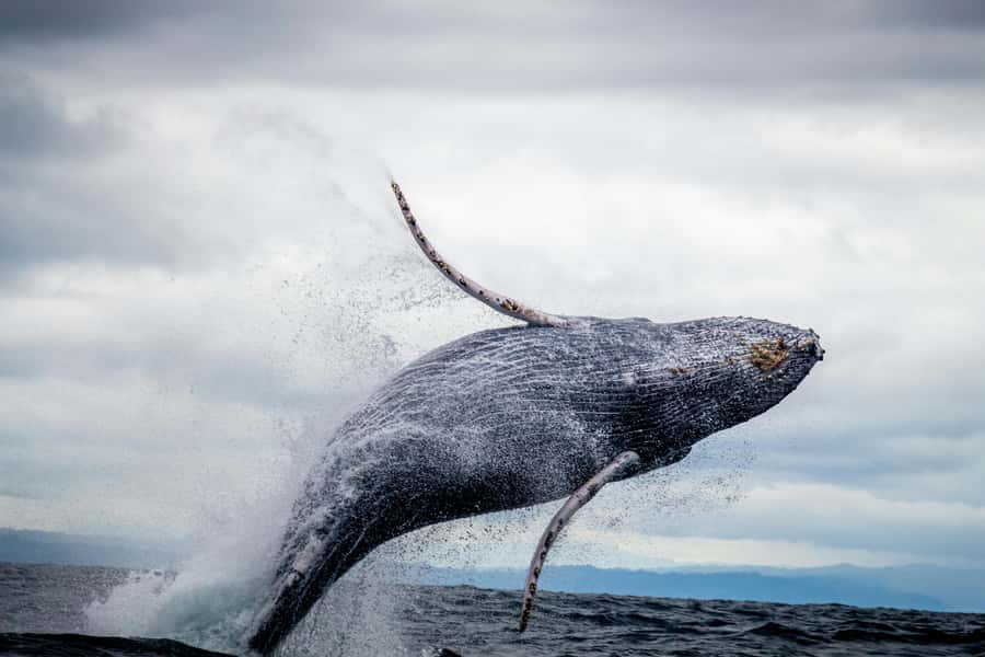 Cape Town: Private Tour with Customizable Itinerary - Why a private Cape Town day makes sense