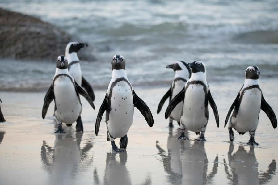 Cape Town: Private Tour with Customizable Itinerary - Starting in Bo-Kaap, where Cape Town feels personal