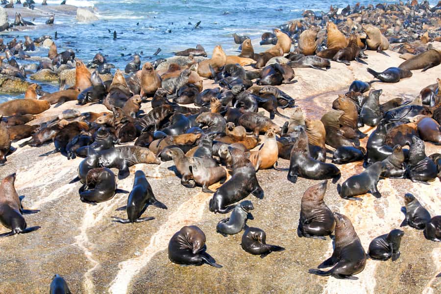 Cape Town: Robben Island Ferry Ticket and Townships Tour - Key points to know before booking