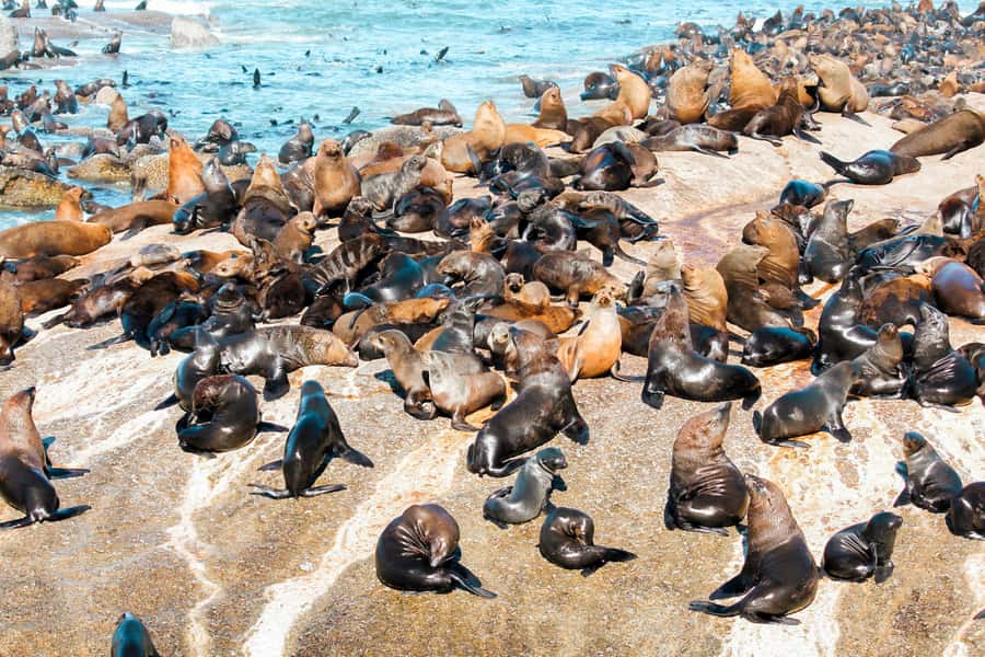Cape Town: Robben Island Ferry Tour with 1-Way Hotel Pickup - Forty-five minutes across Table Bay