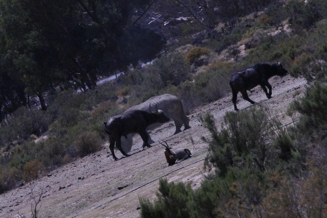 Cape Town Safari Big 5 experience all inclusive - Breakfast before the safari
