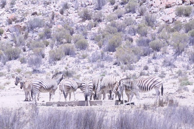 Cape Town Safari Big 5 experience all inclusive - Animals beyond the Big Five